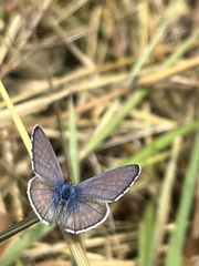 Leptotes marina