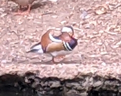 Aix galericulata