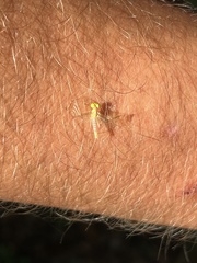 Stenacron interpunctatum