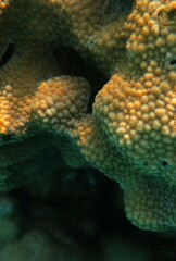 Hydnophora microconos