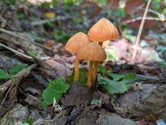 Entoloma quadratum