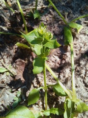 Stellaria media