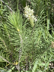 Asclepias linaria