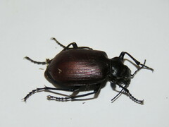 Calosoma oceanicum