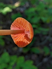 Entoloma quadratum