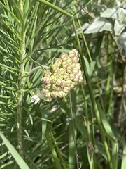 Asclepias linaria
