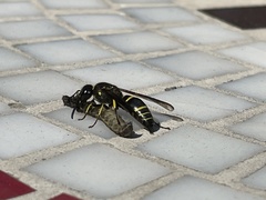 Ancistrocerus