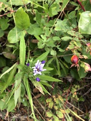 Canadanthus modestus