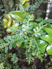 Weinmannia trichosperma