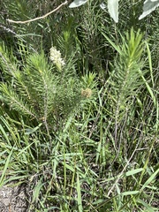 Asclepias linaria