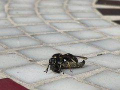 Ancistrocerus