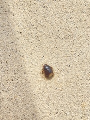 Pangaeus bilineatus