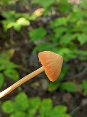Entoloma quadratum