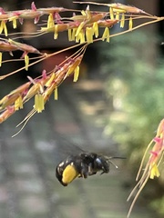 Melissodes bimaculatus