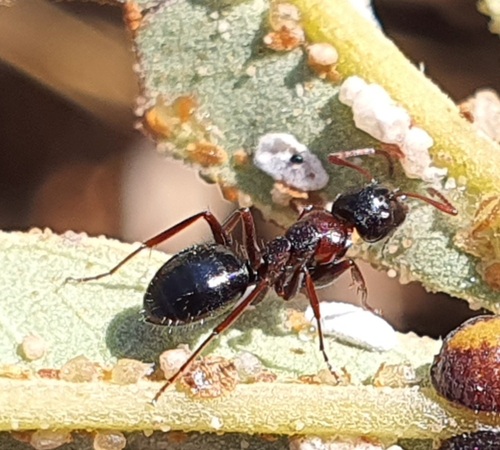 库尔德弓背蚁Camponotus kurdistanicus