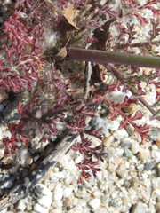 Saltugilia australis