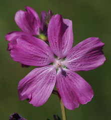 Sidalcea neomexicana