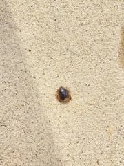 Pangaeus bilineatus