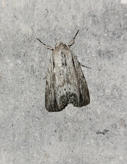 Catabenoides