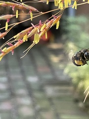 Melissodes bimaculatus