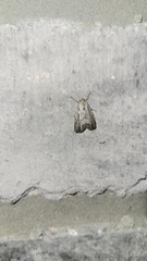 Catabenoides