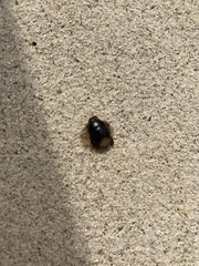 Pangaeus bilineatus
