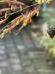 Melissodes bimaculatus