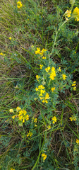 Medicago falcata