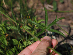 Sidalcea neomexicana