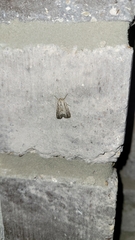 Catabenoides