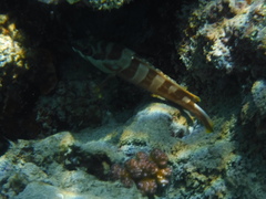 Epinephelus fasciatus