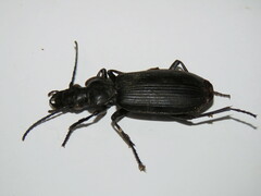 Gigadema
