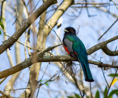 Trogon surrucura