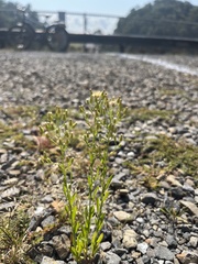 Erigeron canadensis
