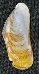 Brachidontes modiolus