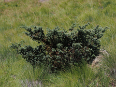 Juniperus communis