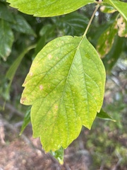 Acer negundo