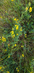 Medicago falcata