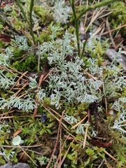 Cladonia arbuscula