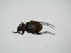 Calosoma oceanicum