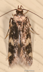 Oegoconia novimundi