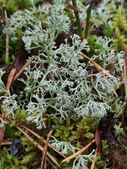 Cladonia arbuscula