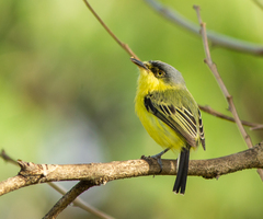 Todirostrum cinereum