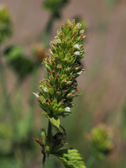 Agastache pallidiflora