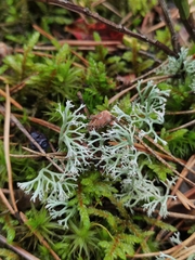 Cladonia arbuscula