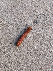 Anisota oslari