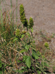 Agastache pallidiflora