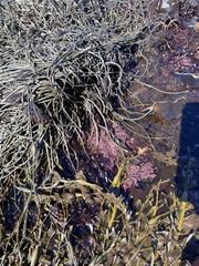 Corallina officinalis