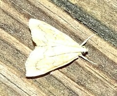 Glaphyria sesquistrialis