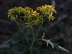Senecio eremophilus